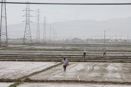 Gia Lai hướng dẫn lịch trồng trọt vụ Đông Xuân 2025-2026