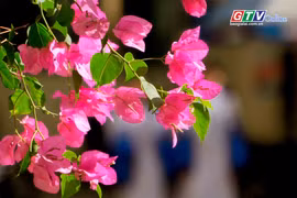 Mùa hoa “thức giấc” trên phố núi Pleiku