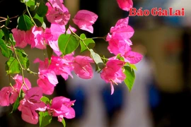 Mùa hoa “thức giấc” trên phố núi Pleiku