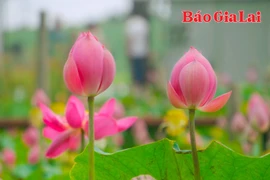 Rực rỡ mùa sen trên hồ Ia Băng