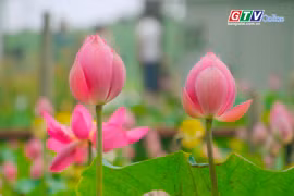 Rực rỡ mùa sen trên hồ Ia Băng