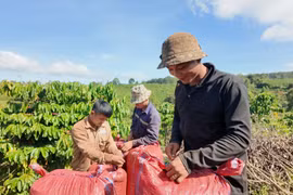 Gia Lai rộn ràng mùa thu hoạch cà phê