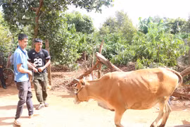 Chư Păh trao 5 bò sinh sản cho hộ nghèo phát triển sản xuất