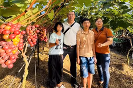 Nông dân U60 biến vườn nho thành điểm check-in hút khách