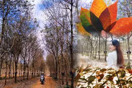 Mê mẩn mùa cao su thay lá ở Gia Lai