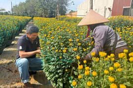 Người trồng hoa Tết thấp thỏm chờ giá tăng