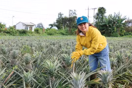 Thu nhập hơn 450 triệu đồng từ trồng dứa