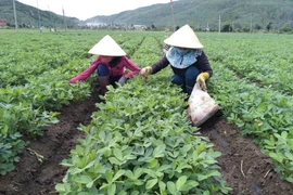 Nhân viên Công ty TNHH Lâm nghiệp Quy Nhơn chăm sóc cây giống. Ảnh: K.H