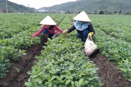 Nhân viên Công ty TNHH Lâm nghiệp Quy Nhơn chăm sóc cây giống. Ảnh: K.H