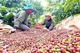 Ðịnh vị cà phê đặc sản Gia Lai