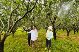 Xã Tây Sơn hỗ trợ người dân thoát nghèo, vươn lên làm giàu