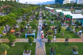 Quảng trường Quy Nhơn là không gian lý tưởng để tổ chức các sự kiện sinh vật cảnh quy mô lớn. Ảnh: Ngọc Nhuận