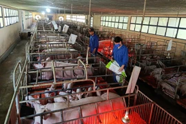 Trong bối cảnh dịch tả heo châu Phi còn diễn biến phức tạp, ngành chăn nuôi khuyến cáo việc tái đàn heo phục vụ thị trường cuối năm cần thận trọng và tuân thủ quy trình phòng-chống dịch bệnh. Ảnh: T.Lợi
