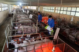 Trong bối cảnh dịch tả heo châu Phi còn diễn biến phức tạp, ngành chăn nuôi khuyến cáo việc tái đàn heo phục vụ thị trường cuối năm cần thận trọng và tuân thủ quy trình phòng-chống dịch bệnh. Ảnh: T.Lợi