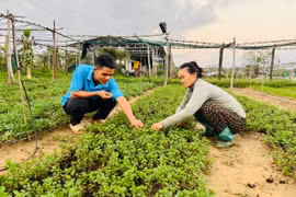 Khẩn trương khôi phục sản xuất rau xanh sau mưa lũ