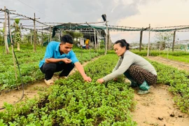 Khẩn trương khôi phục sản xuất rau xanh sau mưa lũ