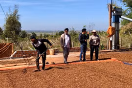 Ðak Ðoa đẩy mạnh liên kết sản xuất, nâng cao giá trị nông sản