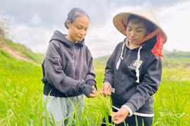 Ký ức lúa nương thiêng