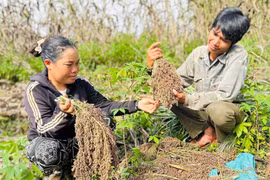 Bo bo vào mùa đẫy hạt