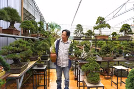 Một góc vườn bonsai nghệ thuật 79. Ảnh: Sơn Ca