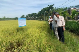 Mô hình sản xuất lúa đạt chuẩn hữu cơ triển khai tại xã Tuy Phước Đông. Ảnh: ĐVCC