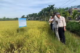 Mô hình sản xuất lúa đạt chuẩn hữu cơ triển khai tại xã Tuy Phước Đông. Ảnh: ĐVCC