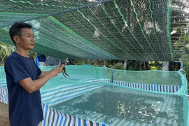 Ông Đào Văn Thái (phường Hoài Nhơn) chuyển đổi nghề hiệu quả đang được nhiều ngư dân xem là hình mẫu học tập. Ảnh: Diệp Bảo Sương