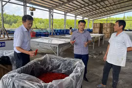 Mỗi năm, Công ty Chế biến nông sản, lương thực thực phẩm xuất khẩu Trần Gia tại Cụm công nghiệp Đại Thạnh, xã Phù Mỹ thu mua hơn 4.000 tấn ớt làm ớt chua xuất khẩu sang Trung Quốc. Ảnh: Hải Yến
