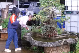 Chủ động phòng-chống dịch bệnh sốt xuất huyết