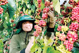 Cà phê là cây trồng chủ lực của tỉnh Gia Lai. Ảnh: V.T