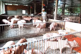 Phòng-chống dịch tả heo châu Phi: Nâng cao nhận thức người chăn nuôi là yếu tố then chốt