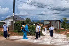 Căng mình bảo vệ đàn vật nuôi trước dịch tả heo châu Phi