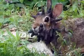 Thỏ “mọc sừng” xuất hiện ở nhiều công viên tại Mỹ