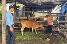 “Ngân hàng bò” giúp cựu chiến binh thoát nghèo