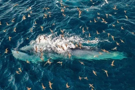 Cá voi bơi sát bờ biển Nhơn Lý (phường Quy Nhơn Đông). Ảnh: N.N