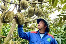 Hợp tác xã Nông nghiệp Cao Nguyên (làng Păng Gol-Phù Tiên, xã Ia Grai) có 100 ha sầu riêng đã được cấp mã số vùng trồng. Ảnh: Vũ Thảo