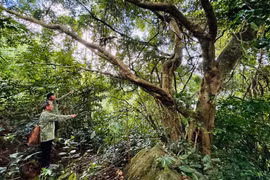 Ông Đinh Nhanh (bên trái) giới thiệu với cán bộ Ban Quản lý rừng phòng hộ Vân Canh biết về công dụng của một số cây dược liệu rừng. Ảnh: D.Đ