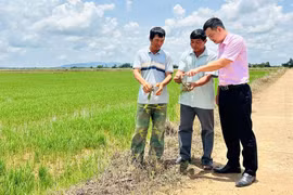 Anh Nguyễn Văn Toàn (giữa) hướng dẫn người dân chọn giống, xuống giống đúng thời vụ, giúp lúa đạt năng suất cao. Ảnh: D.Đ
