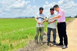 Anh Nguyễn Văn Toàn (giữa) hướng dẫn người dân chọn giống, xuống giống đúng thời vụ, giúp lúa đạt năng suất cao. Ảnh: D.Đ
