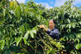 Hợp tác xã thúc đẩy liên kết, nâng cao thu nhập cho nông dân