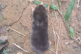 Chuột chũi được ghi nhận tại Pù Luông là loài thứ 6 được ghi nhận tại Việt Nam