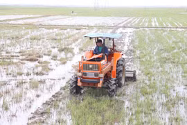 Tập trung khôi phục đồng ruộng để kịp vụ Ðông Xuân