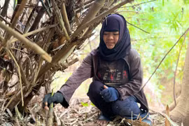 Viết giữa mùa măng rừng