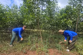 Đoàn viên chăm sóc rẫy bạch đàn của Chi đoàn làng Chưp. Ảnh: R’Ô Hok