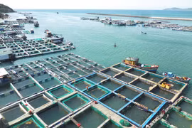 Chiếm dụng mặt nước đầm Đề Gi nuôi thủy sản