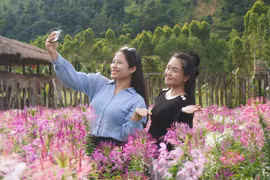 Vườn hoa túy điệp thơ mộng thu hút khách tham quan. Ảnh: Chu Hằng