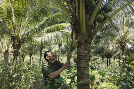 An Lão phát huy hiệu quả mô hình trồng dừa xiêm hữu cơ