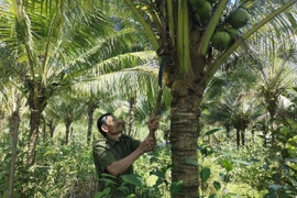 An Lão phát huy hiệu quả mô hình trồng dừa xiêm hữu cơ