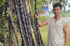 Anh Phùng Minh Tuấn (thôn Phú Cường, xã Chư Sê) phấn khởi vì mía tím được mùa, được giá.