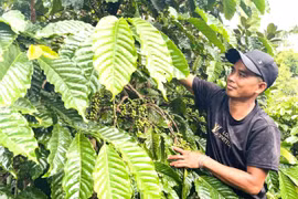 Nhờ được hỗ trợ bò giống và vay vốn ưu đãi, gia đình ông Kpuih Pup (làng Tai Glai, xã Ia Ko, tỉnh Gia Lai) đã vươn lên thoát nghèo. 